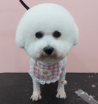 예쁘개-맛있개 건강하개