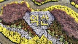천만송이 국화축제-복자식당 본점 익산영등동