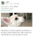 병원후기-동물심장병원 진심