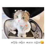 미용후기-마곡고양이미용실
