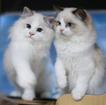 랙돌캐터리&gt;랙돌 Kitten-랙돌캐터리 알렉산더돌스