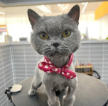 고양이-헤이멍