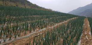 사과/양파농장-농업회사법인(주)신선미가