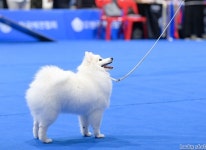 Dog Show 2023~-키싸블랑