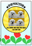 마벨펫미용실-마벨펫천안점