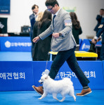Dog Show 2024-키싸블랑