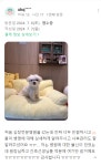 병원후기-동물심장병원 진심