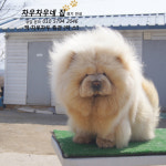 차우 교배 상담2-차우차우네집