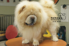 ★★★분양중☆☆☆-차우차우네집
