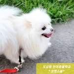 미사헤븐시티코펫스쿨 | 코펫스쿨 하남미사풍산캠퍼스