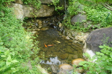 아미골펜션/캠핑