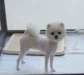 순독