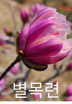 수목농원