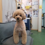 강아지트