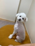 강아지트