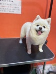 강아지트