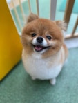 강아지트