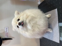 강아지트