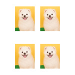 메종드로이 애견카페&유치원&호텔