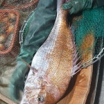 사량도너울펜션