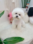 마벨펫 천안점