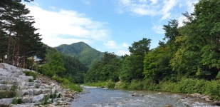 샘골솔밭야영장