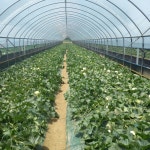 수신멜론황금밭농장