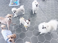 온잇독