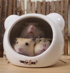 패러그린 대연점