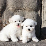 에스티비숑프리제