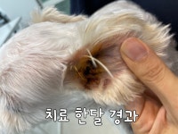 어썸펫동물병원
