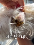 어썸펫동물병원
