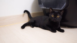 순종봄베이 뱅갈육종원 딥퓨어캐터리