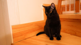 순종봄베이 뱅갈육종원 딥퓨어캐터리