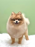 애견미용 댕이샵