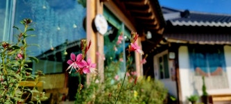 매화나무집민박