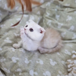인천부평 요미독앤캣 강아지분양 고양이분양