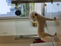 소담하개