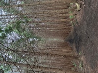 편백숲마을더포레스트