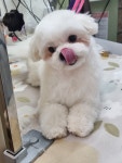 멍멍아놀자