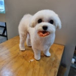 멍멍아놀자