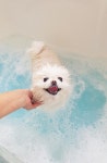 플라이투더뭉 애견유치원&애견호텔&애견미용&돌봄