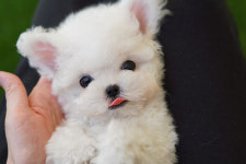 강아지분양 타임도그 애견샵 목동점