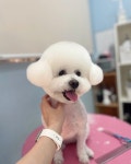 댕그레