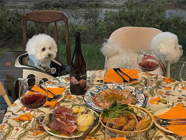 순결포도