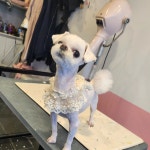까르르멍멍 동구점