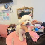 까르르멍멍 동구점