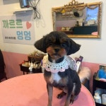 까르르멍멍 동구점