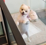 까르르멍멍 동구점