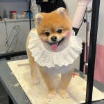 까르르멍멍 동구점